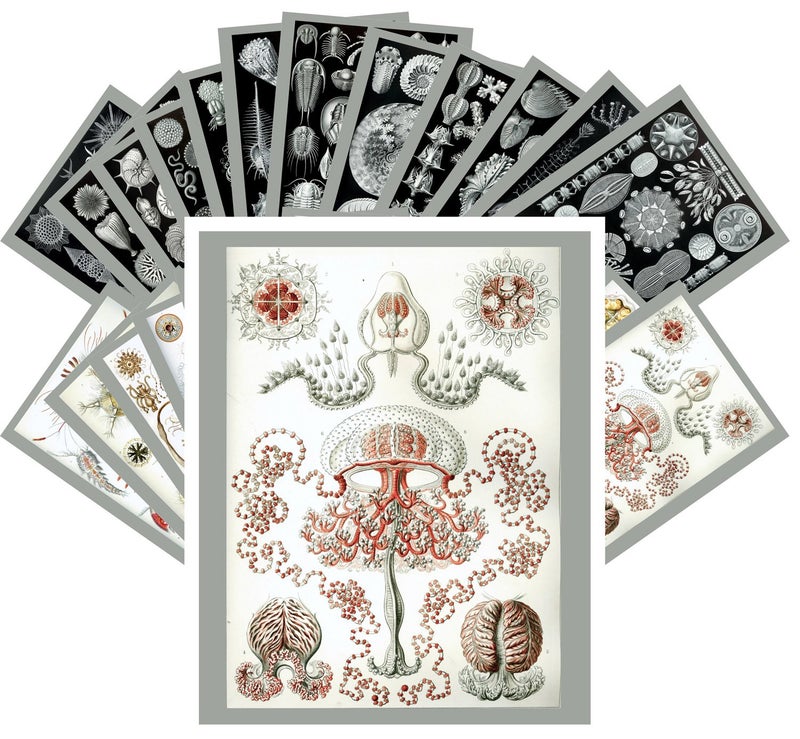PIXILUV Vintage PostCards 24 pcs Kunst Formen der Natur by Ernst Haeckel Vintage Illustrations - Image 1